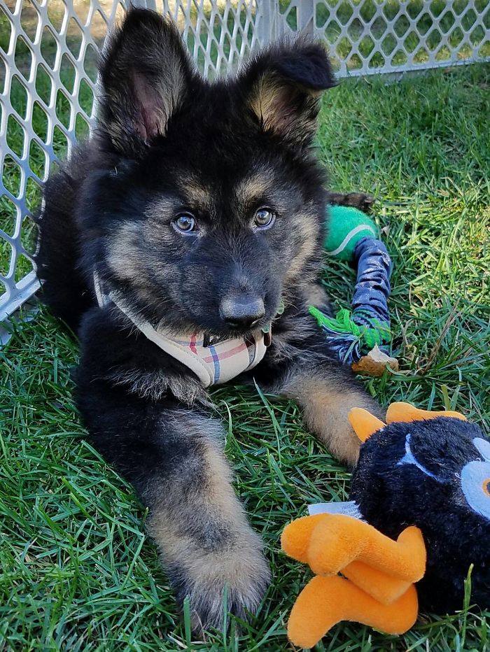 40 Times German Shepherd Puppies Were The Purest Things In The World