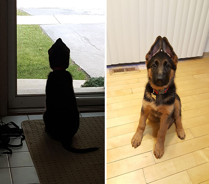 40 Times German Shepherd Puppies Were The Purest Things In The World