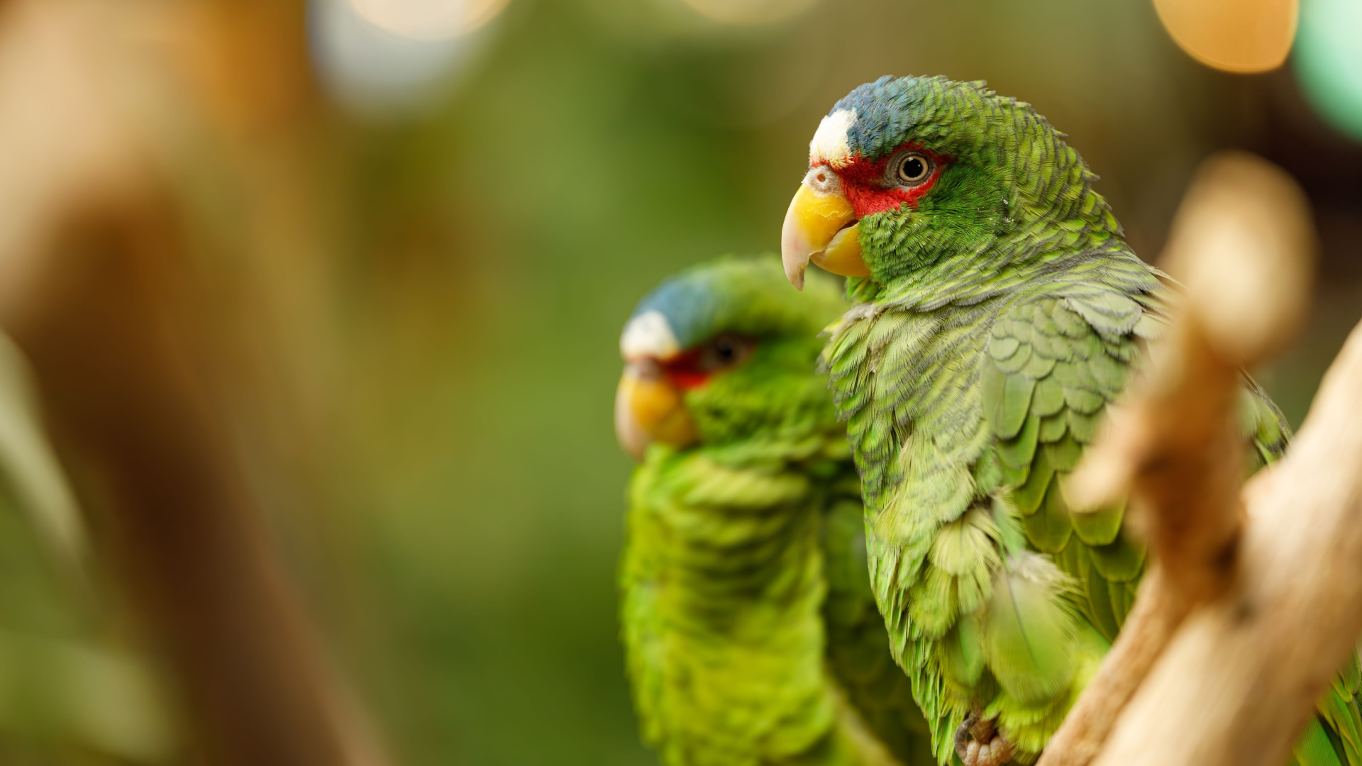 6 strangest animal courtship rituals you’ve never heard of