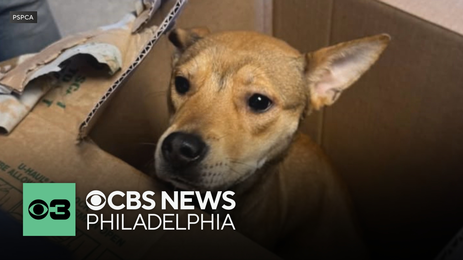 Dog in sealed box left in freezing temperatures outside PSPCA in ...