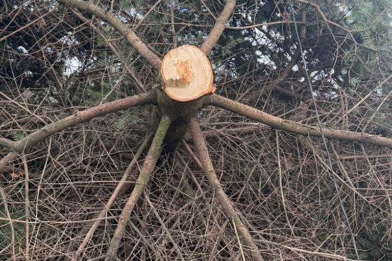 Huge upset in North East village after Christmas tree chopped down just ...