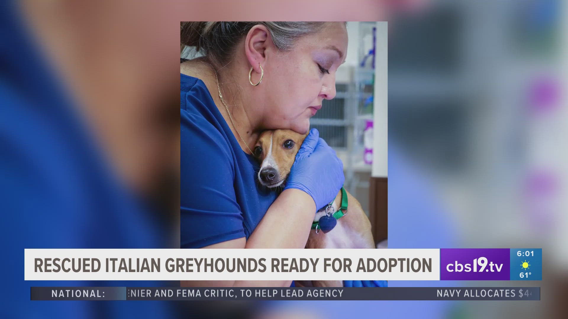 Italian greyhounds rescued from Smith County puppy mill now up for adoption
