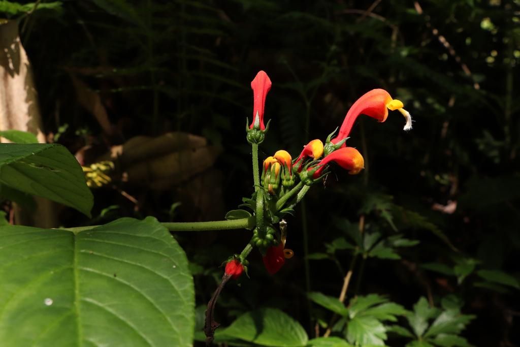 5 Fakta Menarik Centropogon granulosus, Bunga Tabung Andes