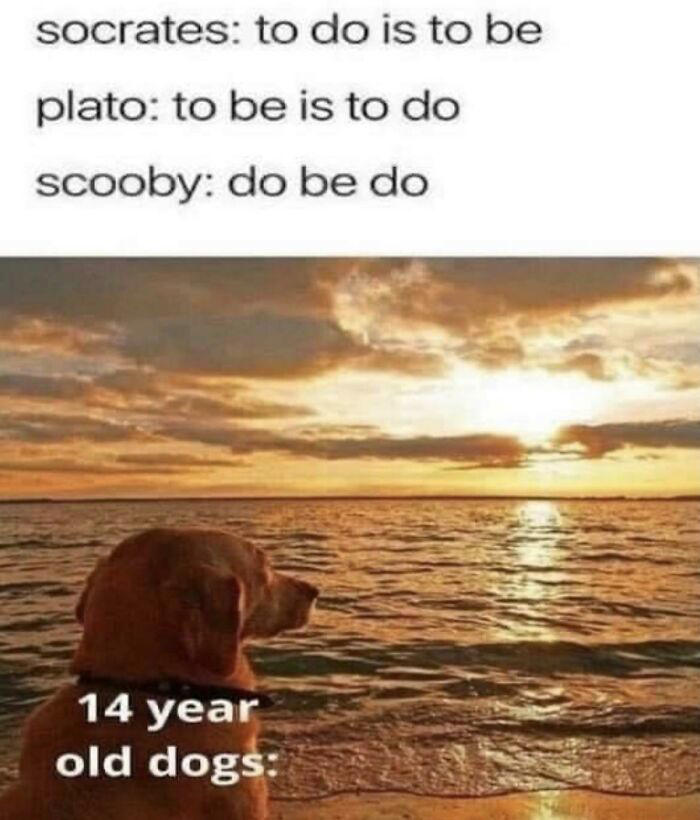 45 memes that might either cure your existential crisis or make it worse