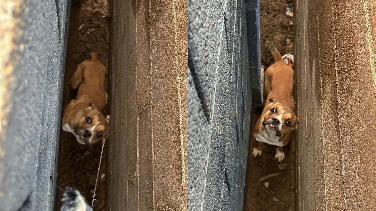 Glendale police save dog stuck between two walls