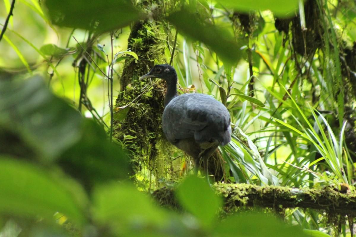 5 Fakta Menarik Burung Purba Black Tinamou