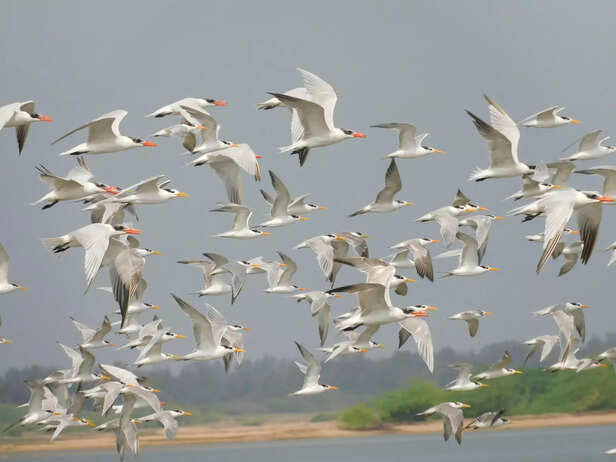 How birds travel thousands of kilometres without GPS