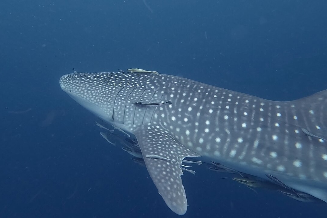 5 Hiu Raksasa yang Tinggal di Brasil, Bukan Hanya di Lautan