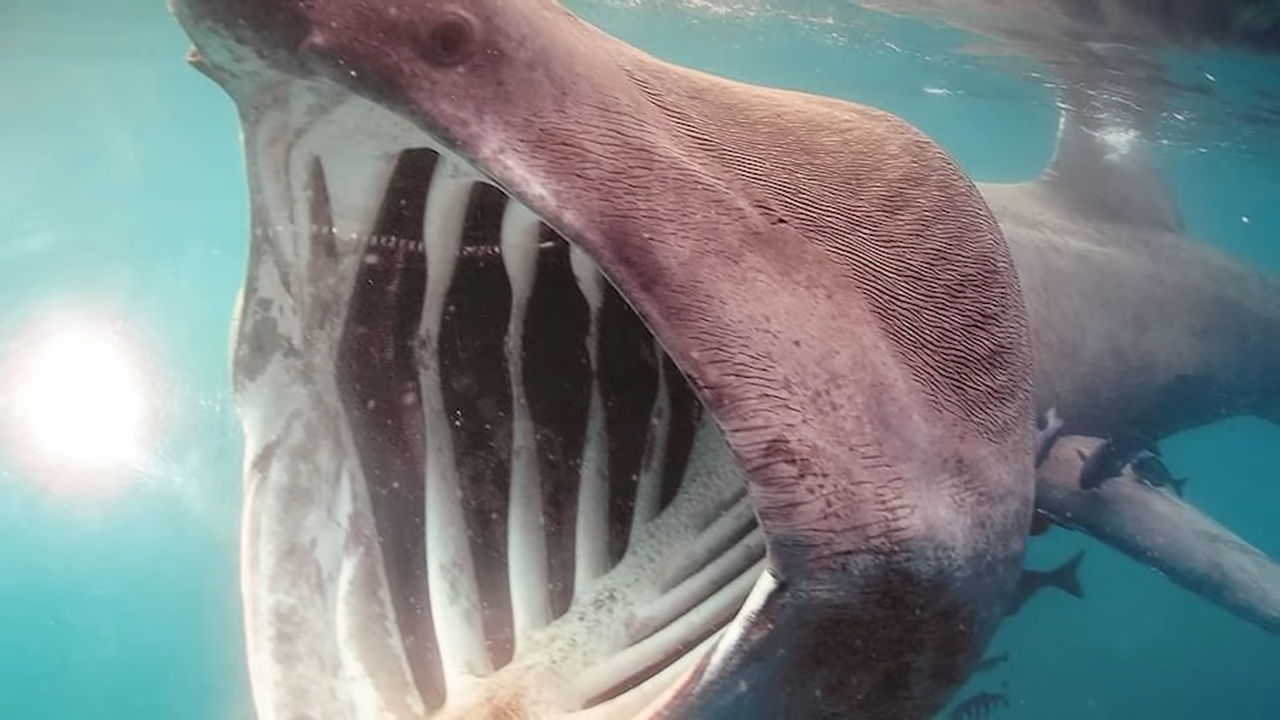 The prehistoric predators whose size and power surpassed anything ...