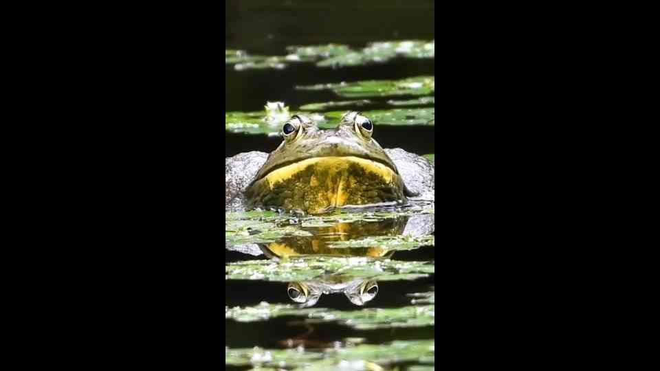The bullfrogs proving they’ll stand their ground against almost anything