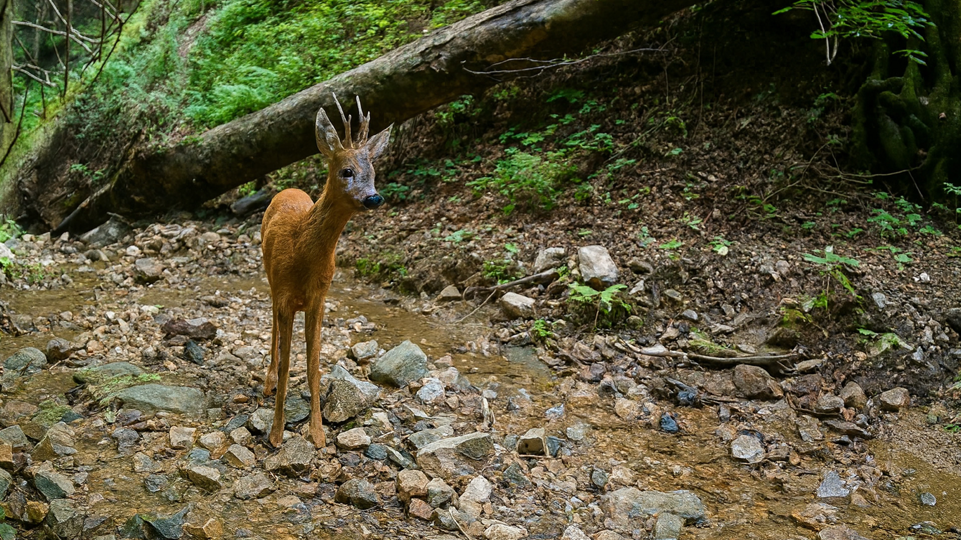 Footage from a wildlife camera by the river