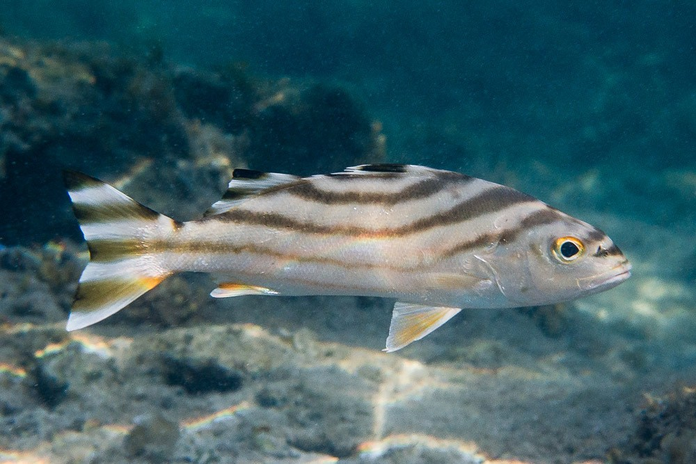 5 Fakta Menarik Jarbua Terapon yang Perlu Diketahui