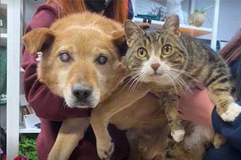 Il linguaggio segreto di Max: così il gatto guida Spike, cane cieco ...