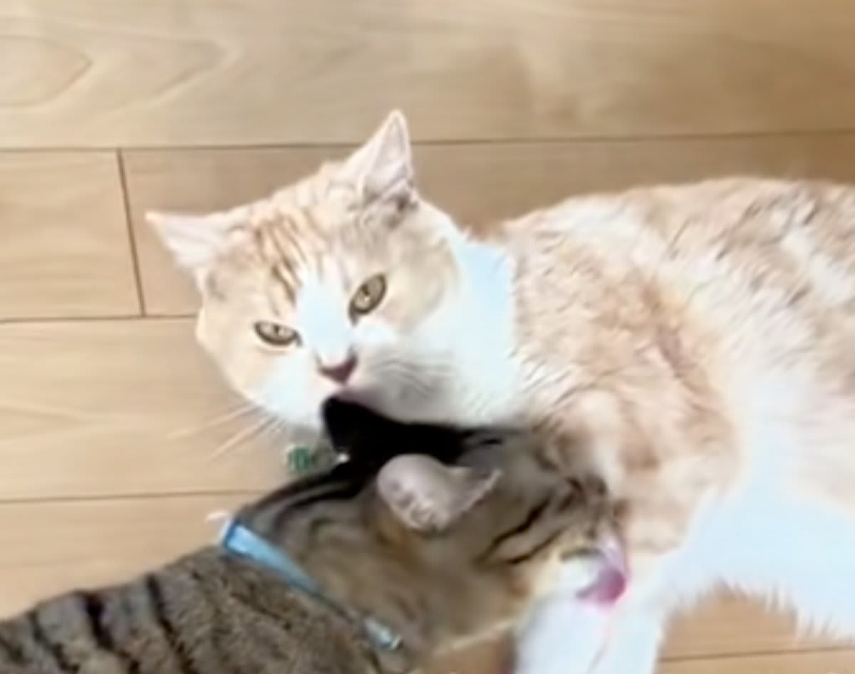 検証】「猫の前でツナ缶を積み上げたら？」→予想もしない結果に思わず