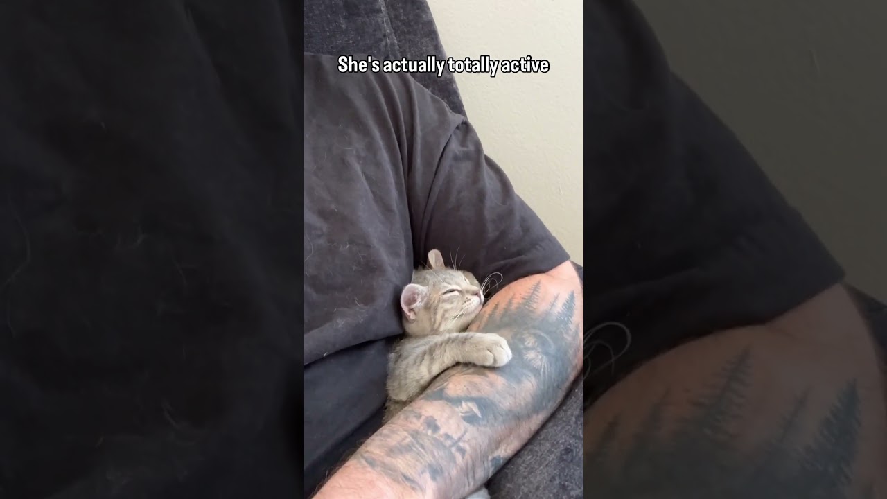 Adorable sleepy kitten is actually ready to pounce at any moment