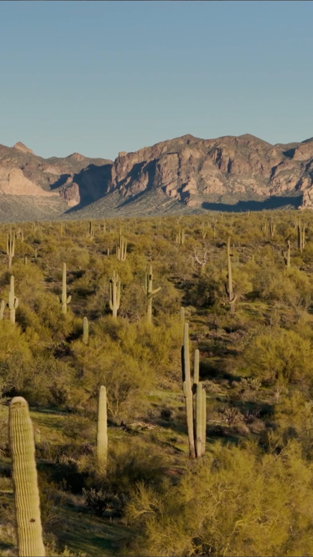 Arizona's natural majesty: Saguaro from a drone's eye