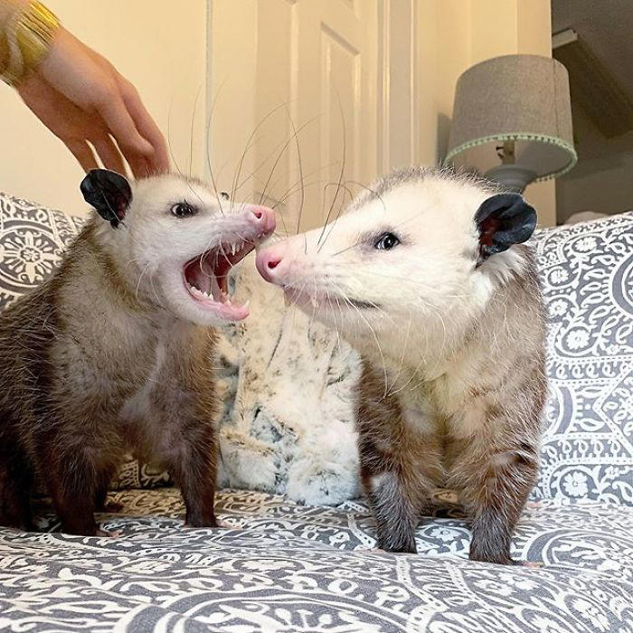 If you think opossums are scary ‘pests,’ these rescue opossums may ...
