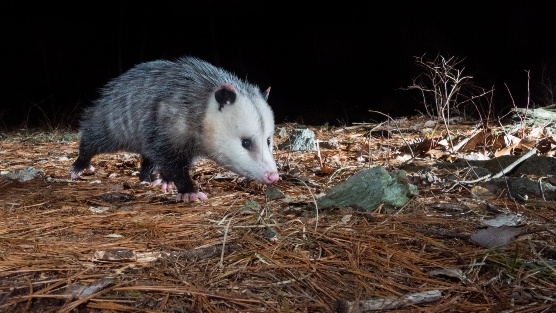 Bizarre animal defenses you’ve never heard of