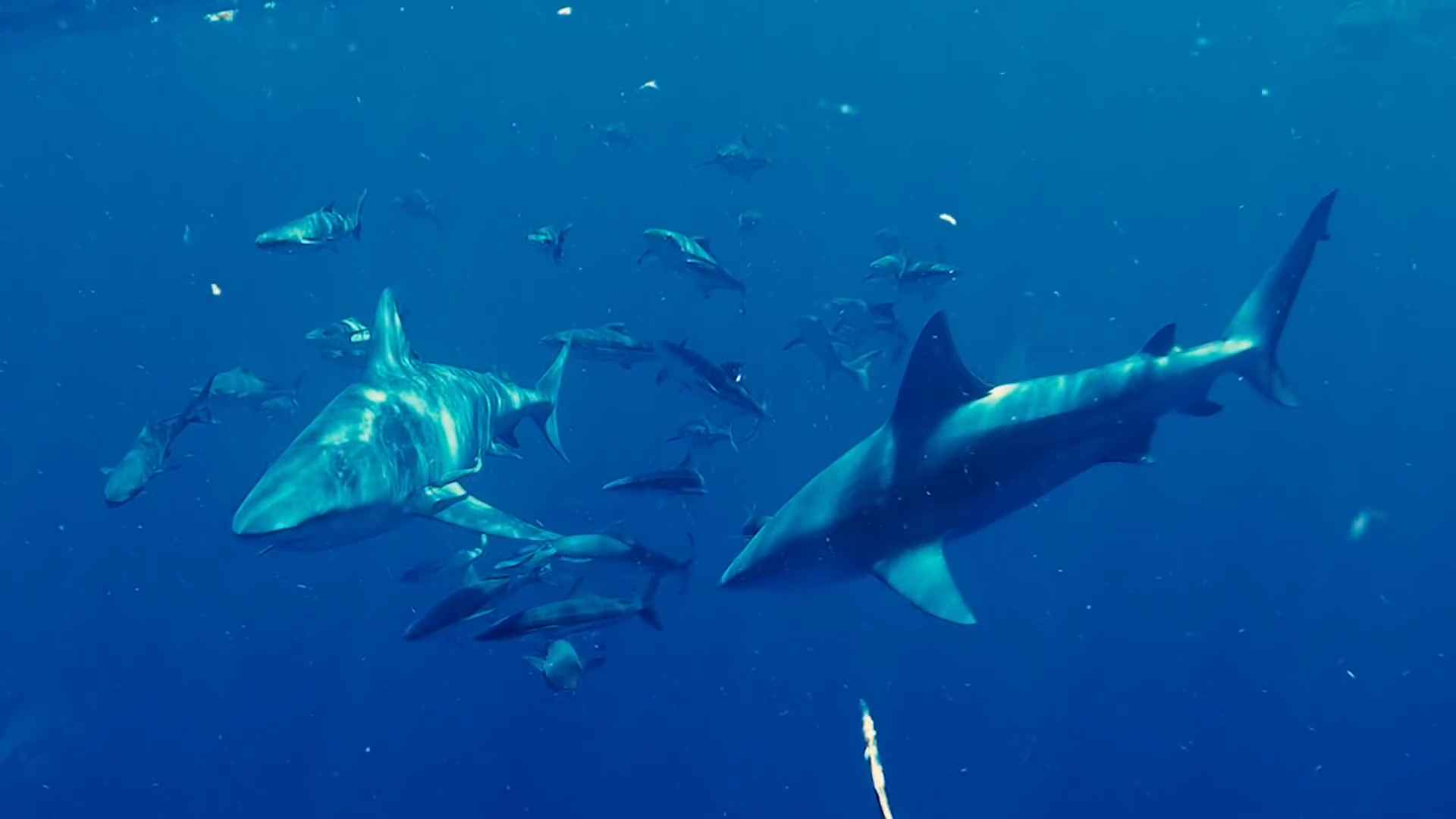 How this deadly Shark surround us in seconds