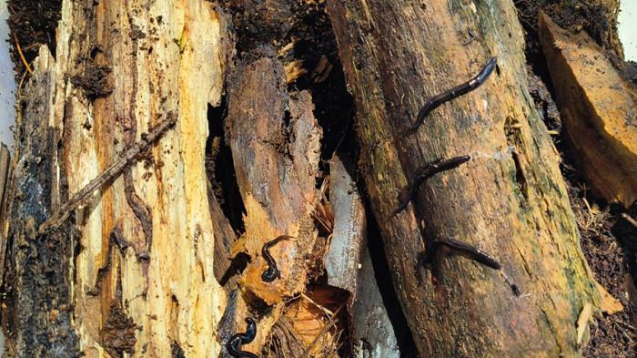 Status Platydemus manokwari: Spesies Lokal vs. Jenis Asing Global