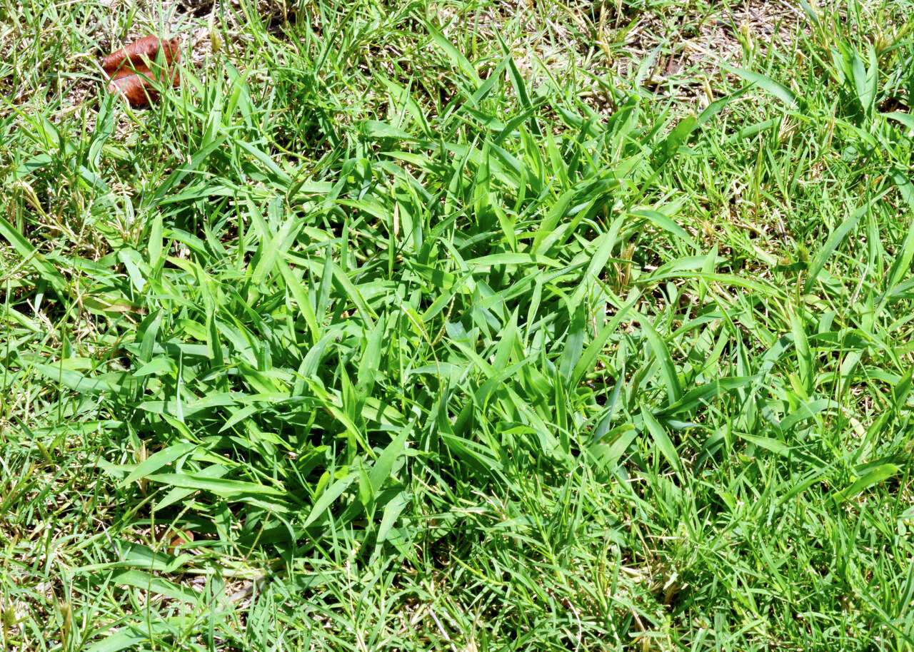 How to protect a driveway from live oak roots - plus tips for rabbits ...