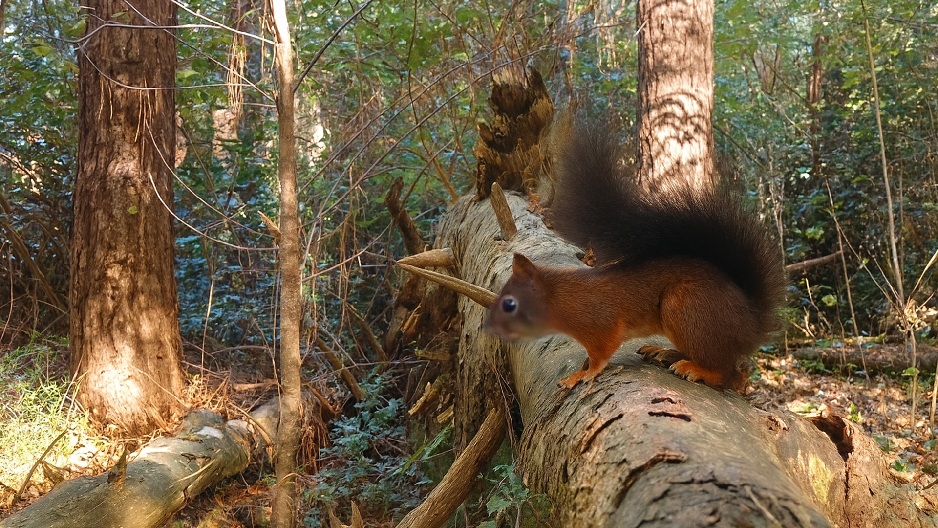 Verborgen camera ziet een wild tafereel in het bos
