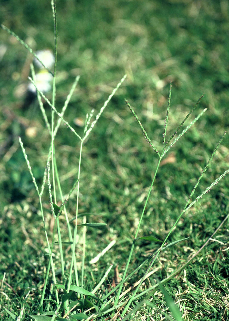 How to protect a driveway from live oak roots - plus tips for rabbits ...