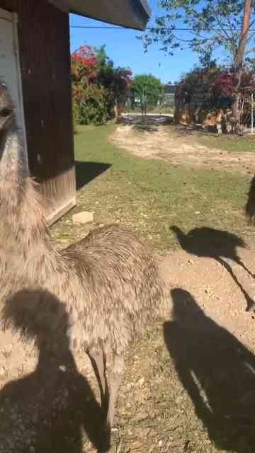big-bird