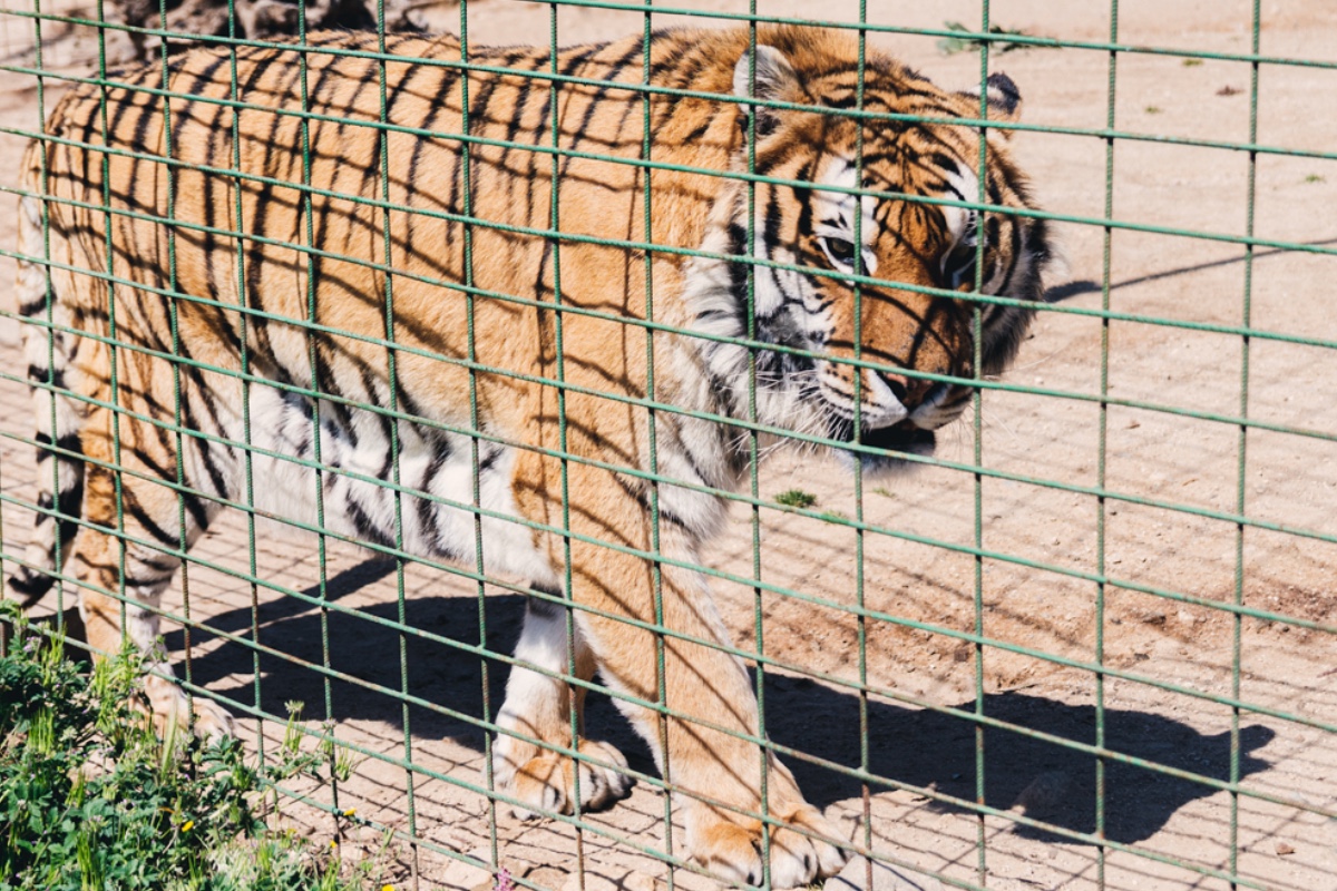 Joe Exotic associate's cause of death confirmed after reported attack