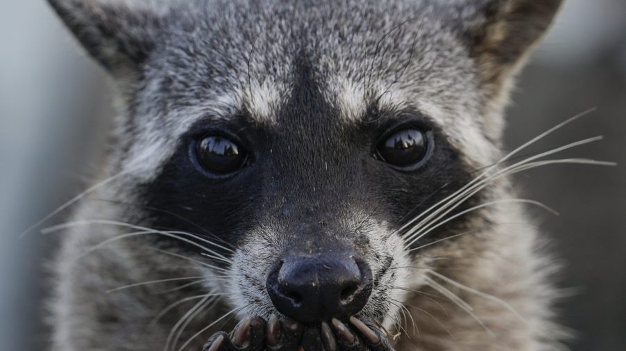 Drunk raccoon who ransacked Virginia liquor store is a serial break-in ...