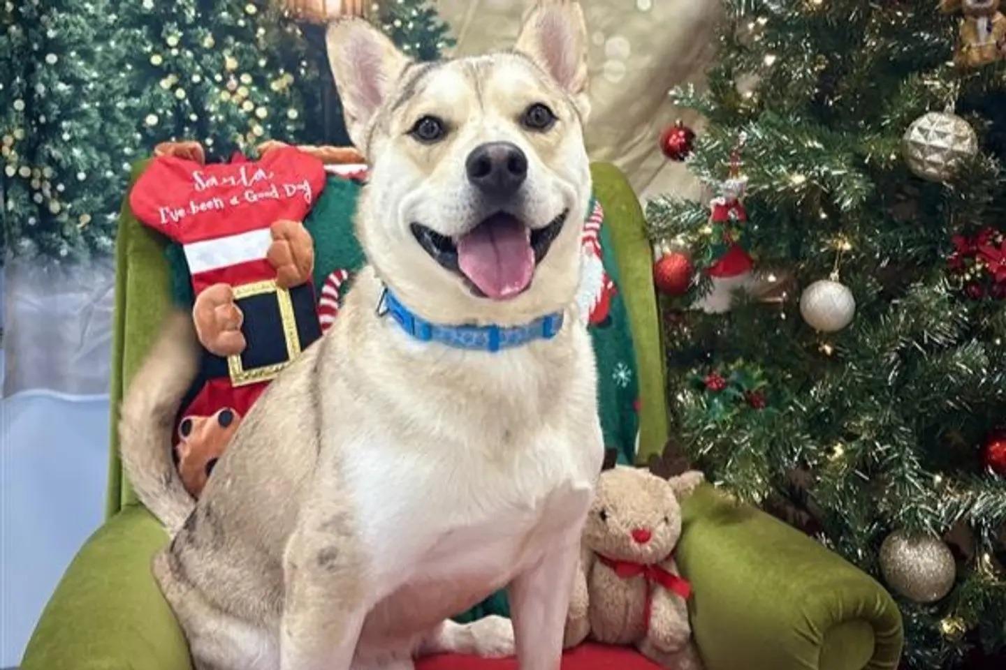 Dogs Trust: Trooper the husky/French bulldog cross and cocker spaniel cross Galloway need rehoming in Northern Ireland