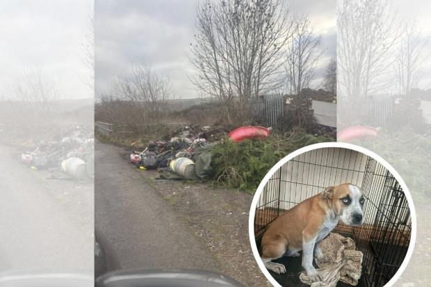 Puppy 'scavenging through fly-tipped rubbish' near disused colliery