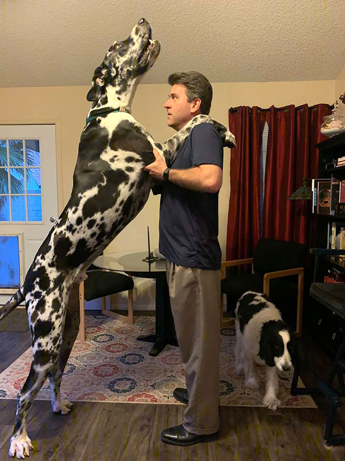 46 Photos To Remind Everyone That Many Animals Are Way Bigger Than Most Of Us Think