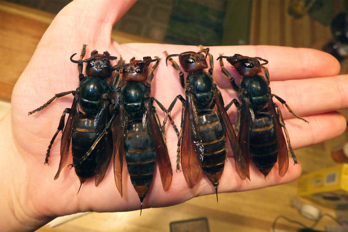 46 Photos To Remind Everyone That Many Animals Are Way Bigger Than Most Of Us Think