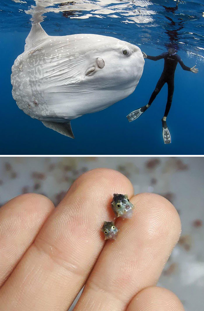 46 Photos To Remind Everyone That Many Animals Are Way Bigger Than Most Of Us Think