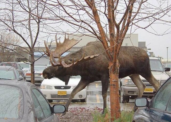 46 Photos To Remind Everyone That Many Animals Are Way Bigger Than Most Of Us Think