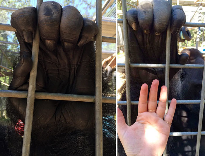 46 Photos To Remind Everyone That Many Animals Are Way Bigger Than Most Of Us Think