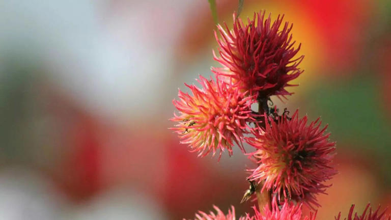 7 beautiful yet highly poisonous plants that you should never touch