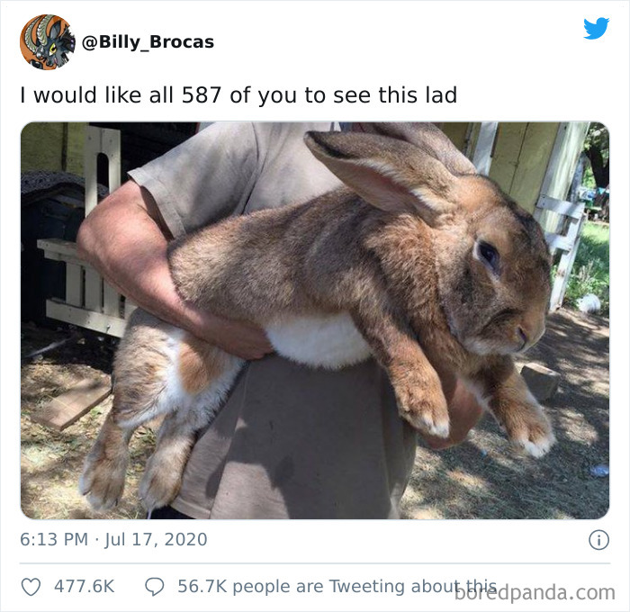 46 Photos To Remind Everyone That Many Animals Are Way Bigger Than Most Of Us Think