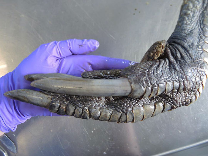 46 Photos To Remind Everyone That Many Animals Are Way Bigger Than Most Of Us Think