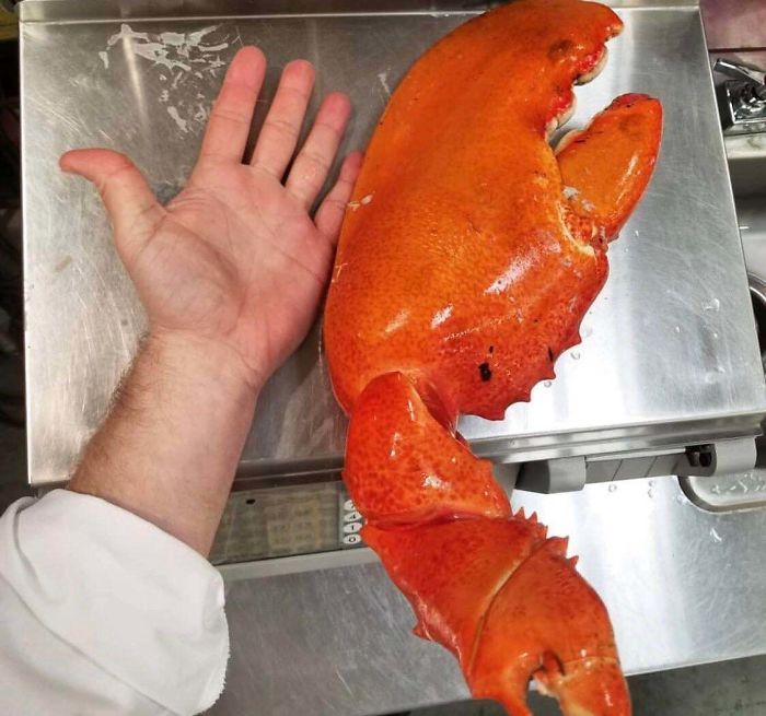 46 Photos To Remind Everyone That Many Animals Are Way Bigger Than Most Of Us Think