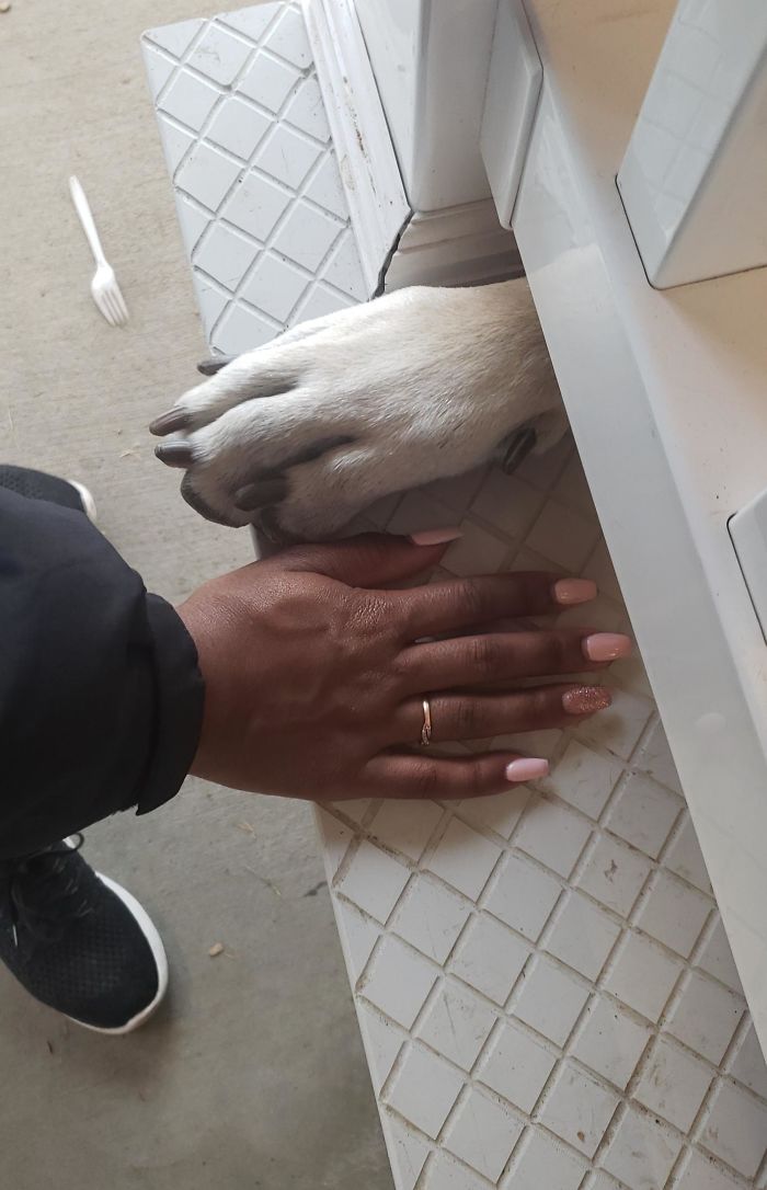 46 Photos To Remind Everyone That Many Animals Are Way Bigger Than Most Of Us Think