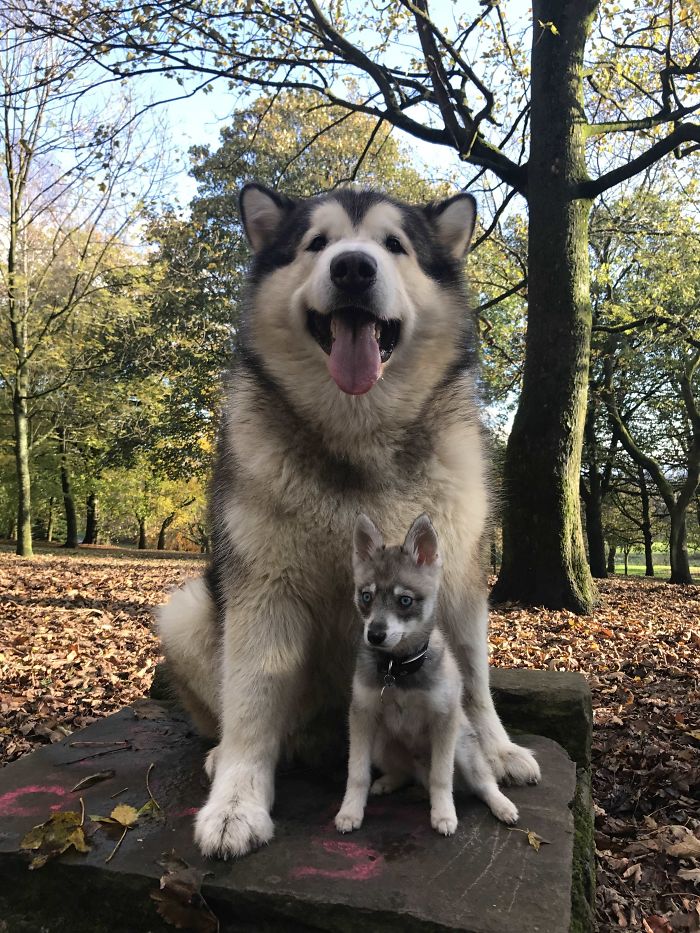 46 Photos To Remind Everyone That Many Animals Are Way Bigger Than Most Of Us Think
