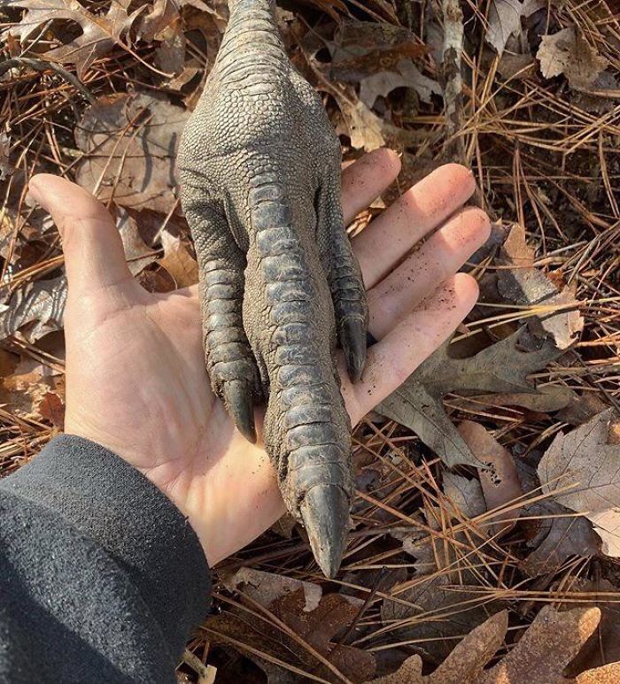 46 Photos To Remind Everyone That Many Animals Are Way Bigger Than Most Of Us Think