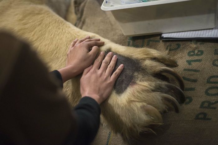 46 Photos To Remind Everyone That Many Animals Are Way Bigger Than Most Of Us Think