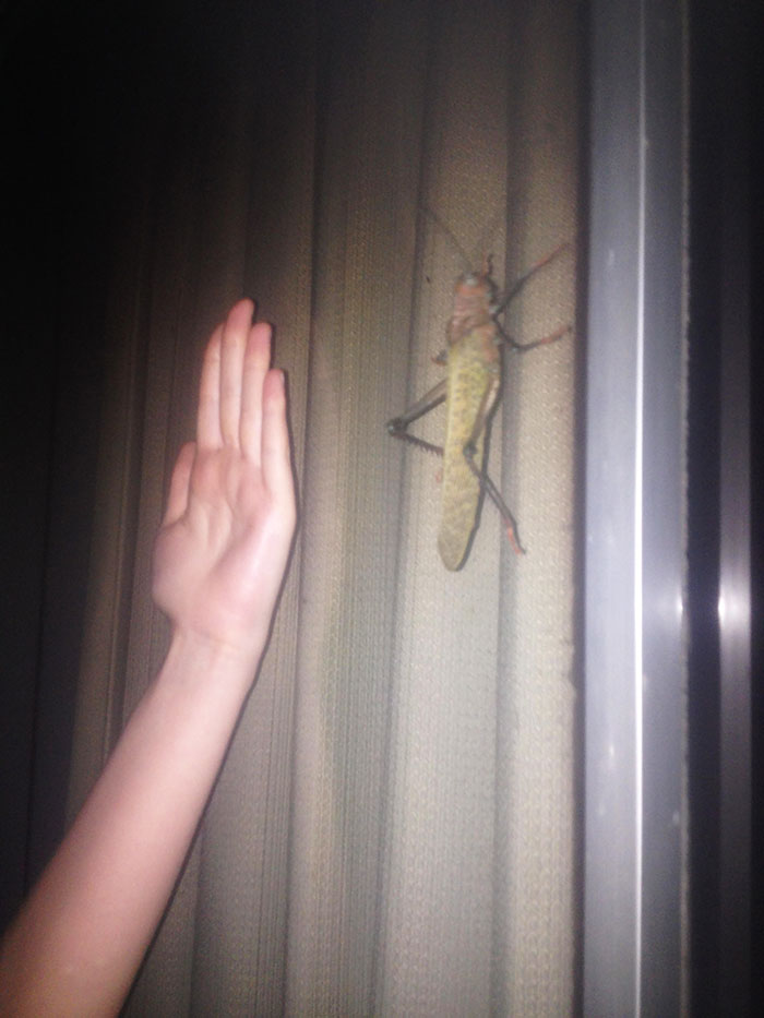 46 Photos To Remind Everyone That Many Animals Are Way Bigger Than Most Of Us Think