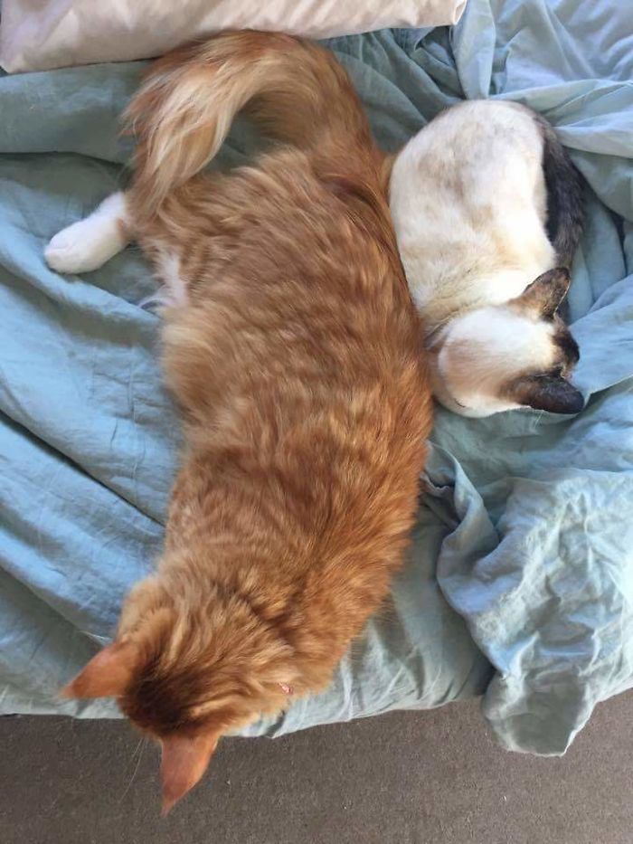 46 Photos To Remind Everyone That Many Animals Are Way Bigger Than Most Of Us Think