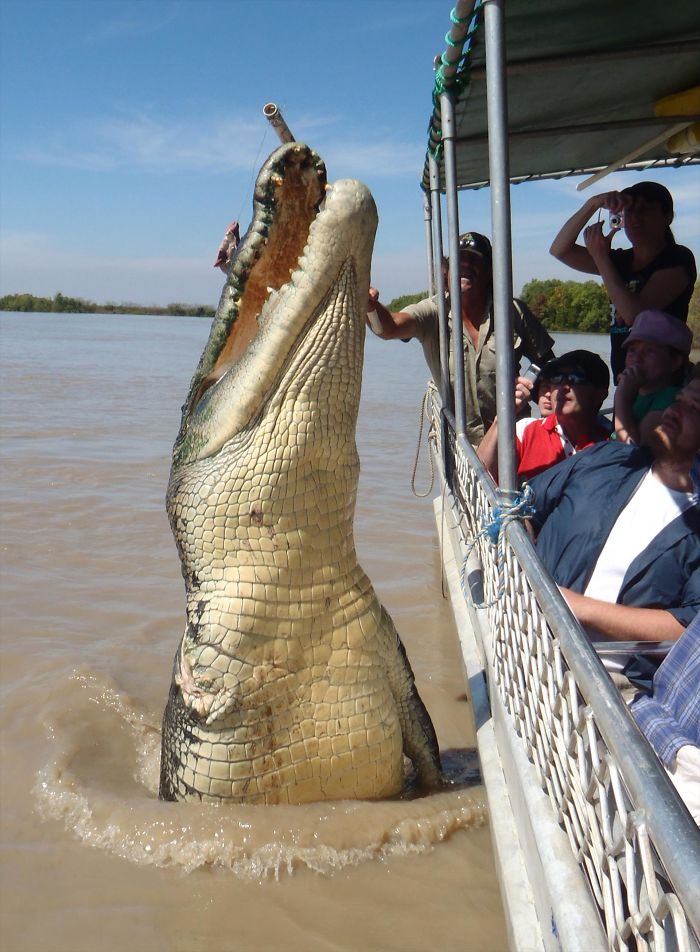 46 Photos To Remind Everyone That Many Animals Are Way Bigger Than Most Of Us Think