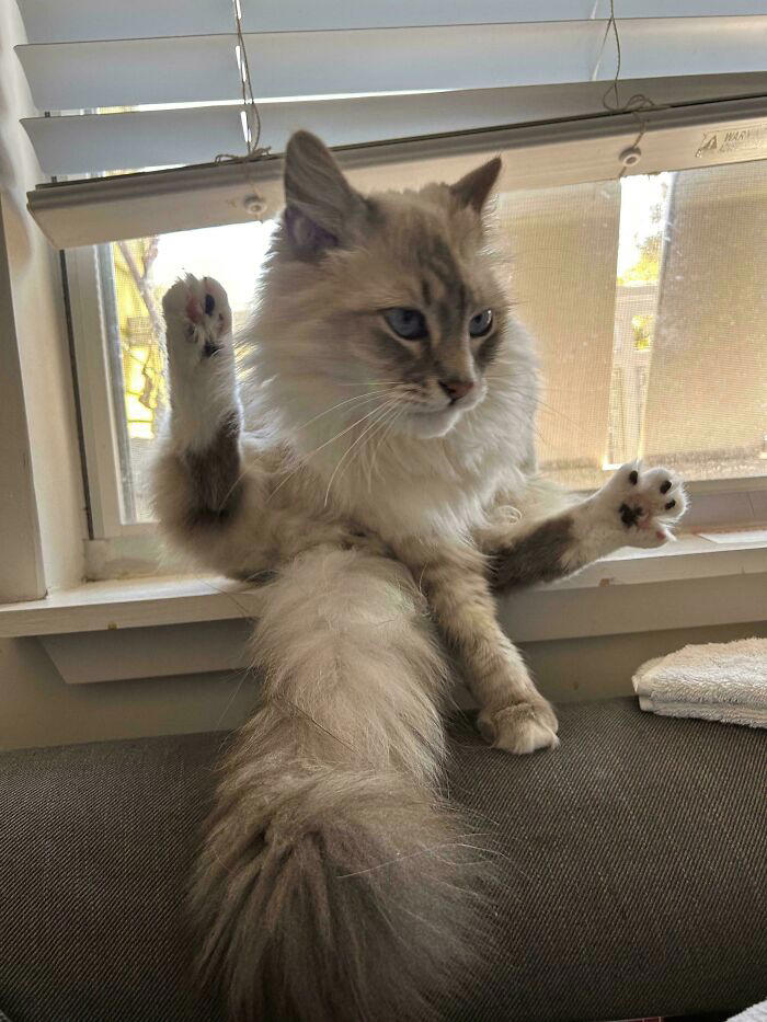 43 cats that look like they’re questioning everything in the universe