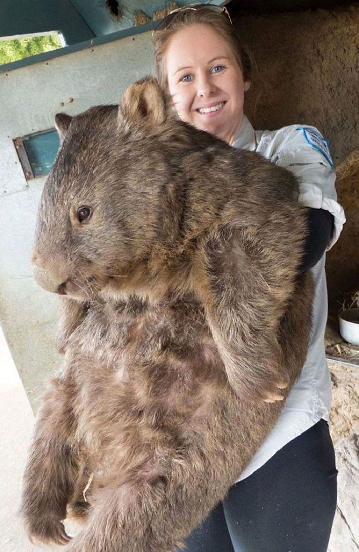 46 Photos To Remind Everyone That Many Animals Are Way Bigger Than Most Of Us Think